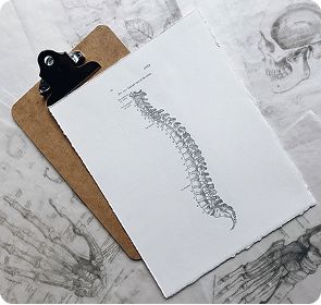 Spine illustration on a clipboard